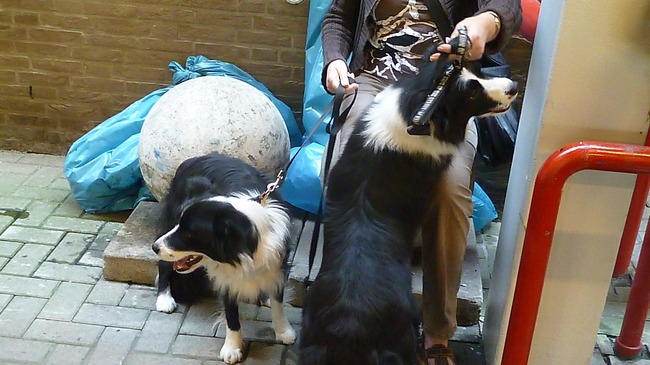 Hondenshow Maastricht