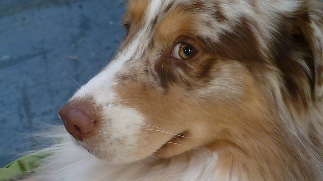 Hondenshow Maastricht