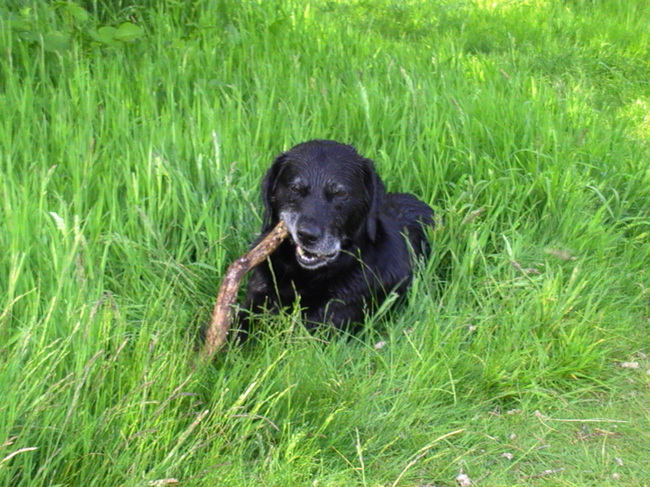 Hij is echt gek op takken! Weet niet of die dingen nou zo lekker zijn, maar leuk zijn ze in ieder geval wel!
Misschien toch maar eens een hapje mee proeven?