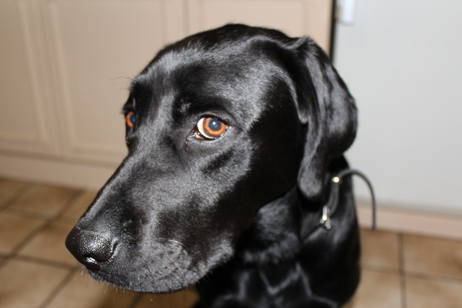 eerste foto met nieuwe camera. camera maakt een tikkend geluidje voor die foto maakt. Daar reageert max op! Handig kijkt ie ten minste.. Benieuwd hoe lang dat duurt