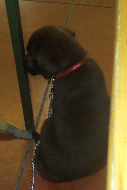 Mocht mee naar de markt, jee dar krijg je veel te zien!! Ook hiervan was ik heel moe, en mijn diarree helpt mijn vrouwke niet verder, maar ik heb het heel lief buiten gedaan, wel drie keer in de tijd die ik daar was, de rest van de tijd sliep ik of hield ik de kinderen in de gaten want die vind ik heel leuk!! De mensen zeiden de hele tijd dat ik schattig was en lief en mooi, COOL!! ben een COOL jongen, niet mooi en schattig!! Ben wie mijn broer, TOF en GROOT, wacht maar!!