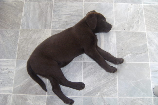 Strike, het graven met broer is vermoeiend geweest, vrouwke neemt mij er nog mee naar toe, om te zien waar broer zich zo vies door heeft kunnen worden, maar een echt bewijs is niet geleverd, daar het nergens nat is. Waarschijnlijk heeft hij na het drinken zich gestort in zijn drinkbak en is daardoor de zand modder geworden. Moet dat onthouden, zo moet dat dus op een warme dag. Vies maken en dan water toevoegen en het vrouwke vragen om schoon water daarna!!