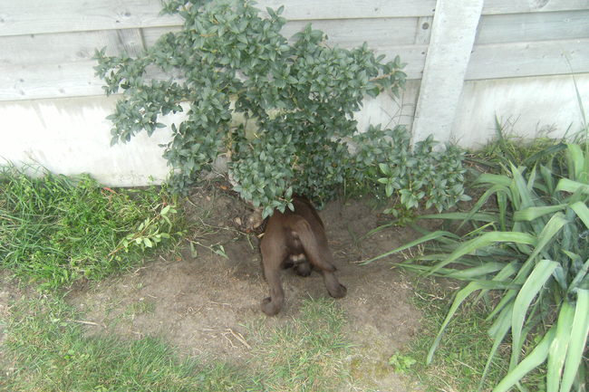 Kijk zo deden wij dat, ik zal even voor doen, ik stond zo en keek toe terwijl broer graafde. Heb heel goed opgelet, stond er vlak bij en mijn snuit was ook vies maar ik was vergeten mij nat te maken. STOM!!