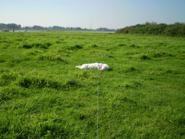 28-09-2011 CHICKA LIGT TE ZONNEN, BIJ DE WATERWEG OP DEZE MOOIE ZONNIGE…
