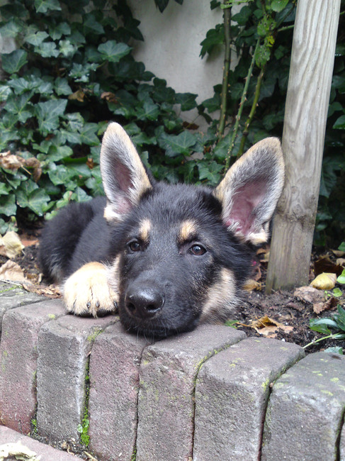 Onze Lady, 9 weekjes oud