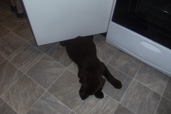 van de voorkant zie je hoe ik er lig, vindt je mij niet zielig, inplaats dat ze gewoon een uurke of drie wachten zeker!! Maar dit doet mij geen pijn hoor!!