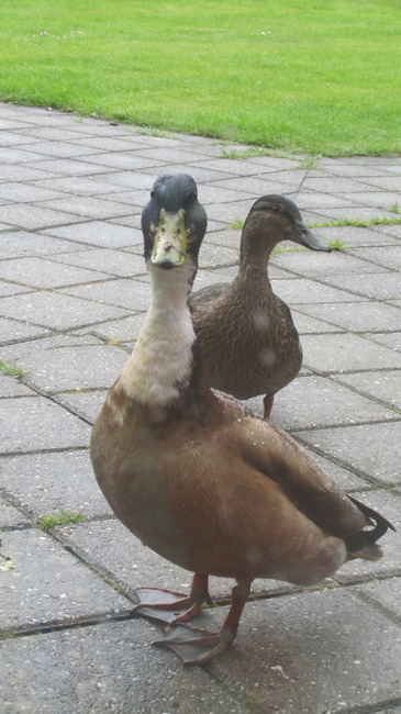 Duck en Blab