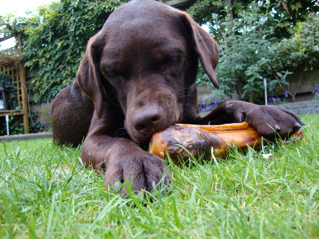 Zij geniet als ze mij ziet kluiven..