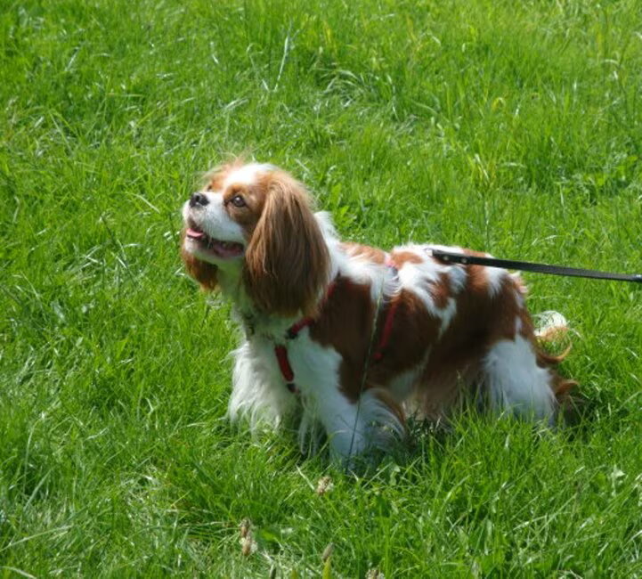 Dit is Sophie. ( Living Colours Excellent Choice)