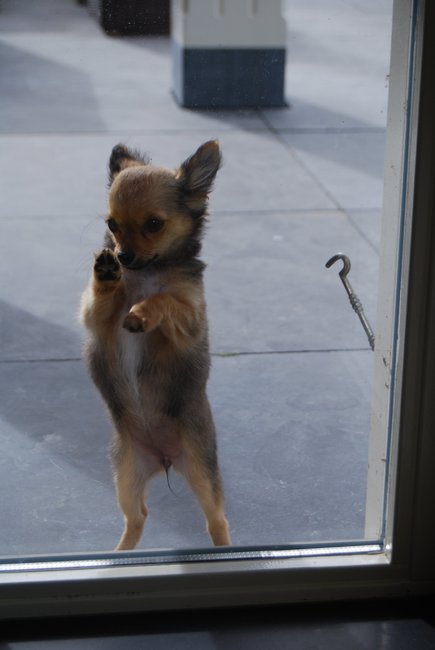 Ik wil er in vrouwtje!