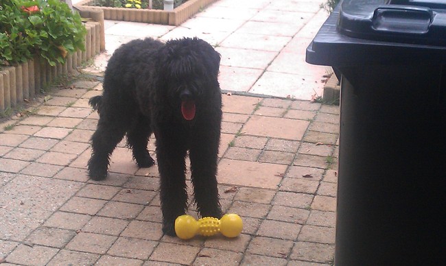 Yindy 9,5 mnd.
Ze is helemaal gek van dit piepbot en van lege plastic flesjes.