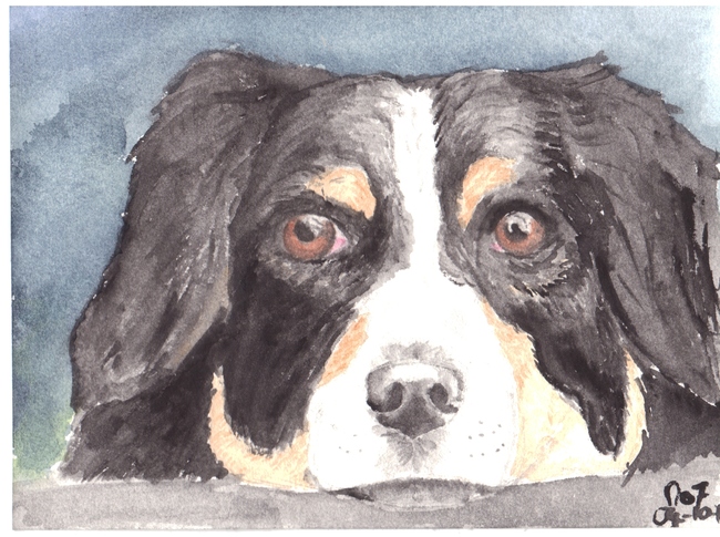 Australian Shepherd in aquarel