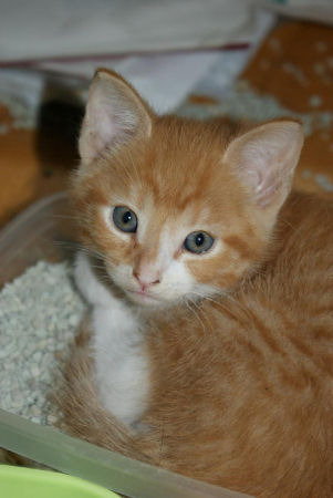 Dazzler. Mijn grote droom, mijn rode kater! Helaas mocht ik maar 7 maanden van hem genieten, toen verdween hij ineens. Nu bijna 2 jaar geleden. Heb nog steeds veel verdriet van het 'verlies' van dit heerlijke mannetje.