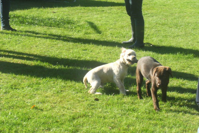 hihi!! Net als ik bij ZUS YOENA doe, beet hij ook in mijn staart, hij was echt net zo MAF als ik!! Zijn vrouwke zei dat ook, dat hij zo druk was!! Heerlijk toch, ik kijk al uit naar Woensdag, dan mag ik weer met hem gaan spelen!! En met de Teckels haha!! Die zijn lachen!! En snel!!