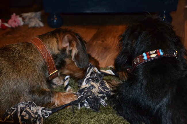Foto van Pepijn & Otis