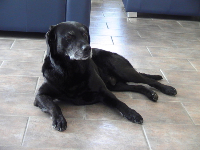 Weer helemaal schoon en droog, maggie weer naar binnen!