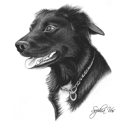 Houtskool tekening van Sheriva. 
Sophia Vos, Katwijk. 

Uniek portret van uw hond of ander dier? Dat kan al vanaf 50 euro.
www.uwhuisdierportret.nl