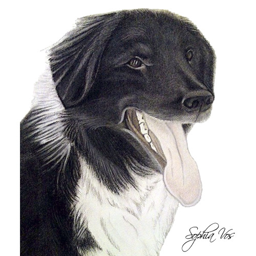 Tekening in getint houtskool van Rakker. 
Sophia Vos, Katwijk. 

Uniek portret van uw hond of ander dier? Dat kan al vanaf 50 euro.
www.uwhuisdierportret.nl