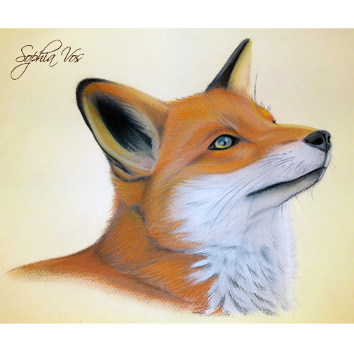 Pastel tekening vosje. 
Sophia Vos, Katwijk. 

Uniek portret van uw hond of ander dier? Dat kan al vanaf 50 euro.
www.uwhuisdierportret.nl