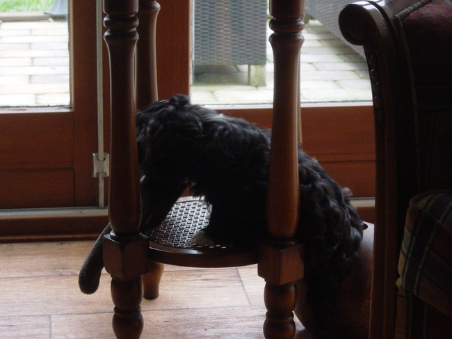 Bobo vindt mijn sloffen heerlijk :p