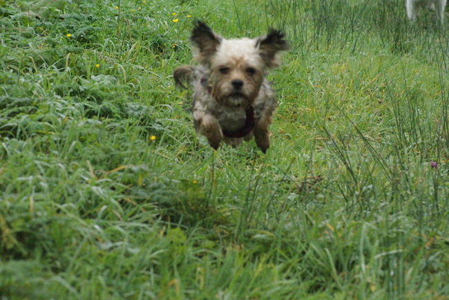 Cenji doet een konijn na