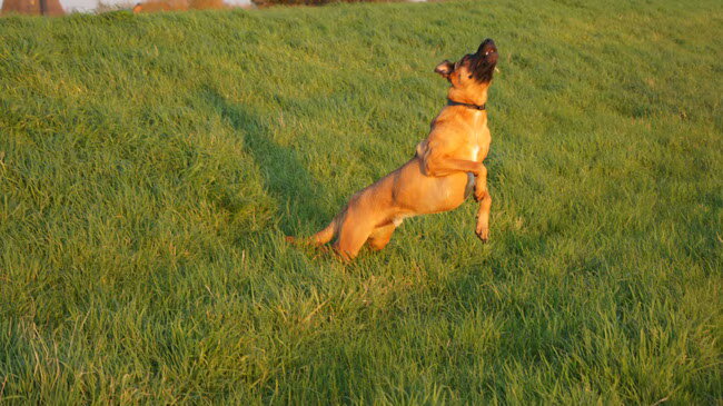 Foto van Vrouwtje van Denzel en Diva (R.I.P. Dixie)