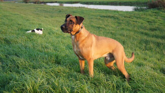 Foto van Vrouwtje van Denzel en Diva (R.I.P. Dixie)