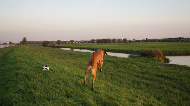 Foto van Vrouwtje van Denzel en Diva (R.I.P. Dixie)
