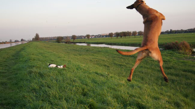 Foto van Vrouwtje van Denzel en Diva (R.I.P. Dixie)