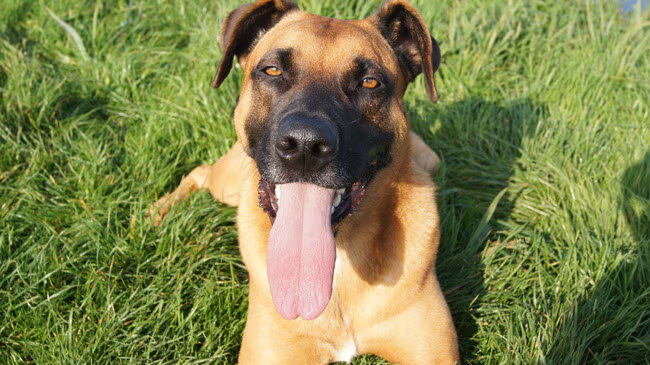 Foto van Vrouwtje van Denzel en Diva (R.I.P. Dixie)