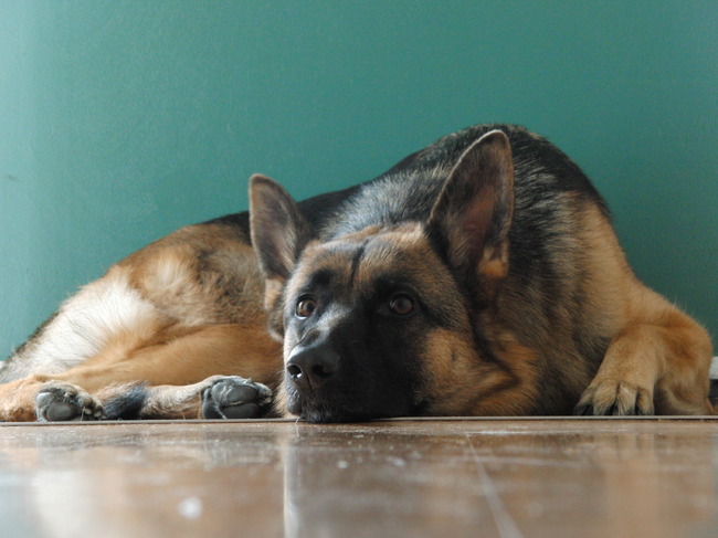 Haar favoriete plekje: op de deurmat.