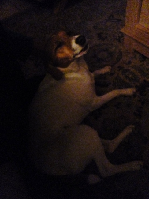 wannes hondje van mijn vriend,
kruising jack russel boerefok :D