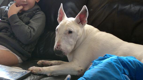 Mijn eerste bull rip nina