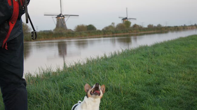 Foto van Vrouwtje van Denzel en Diva (R.I.P. Dixie)