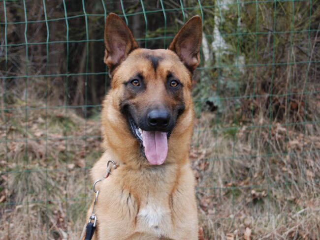 Dayco is in opleiding bij de Belgium Rescue Dogs. Je kan hem helpen…