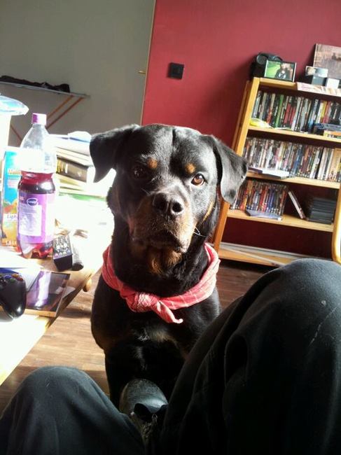 Draco. De Rottie die zijn 'thuis' heeft gevonden bij mijn zoon