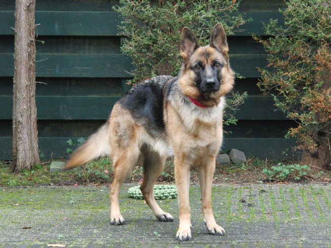 'Goooooien! Gooooooien!' ... 'Góóóóí nou!'