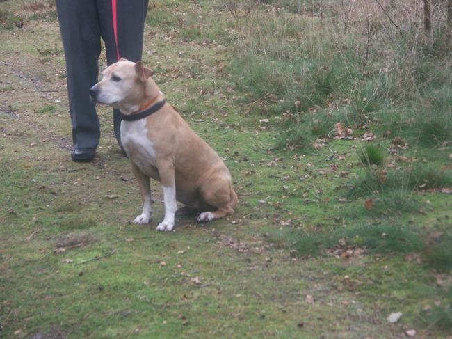 Mijn favorietje Yoshi een superlieve 11 jarige Stafford dame !! Ze vond een liefdevolle thuis en is in februari 2012 naar daar verhuist ;-) In dit asiel krijgen zelfs oudere Staffies de kans die ze verdienen ! Update 2013, Yoshike is niet meer, werd erg ziek, maar gelukkig heeft ze nog even kunnen genieten bij haar nieuwe baasjes en was ze zulk een reclame voor haar ras en het asiel, dat deze mensen opnieuw voor 1 van onze asiel Staffies gingen. Taycka mocht er nu gaan wonen ;-)