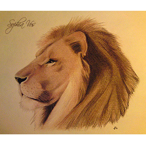 Deze keer geen hond, maar een portret van een leeuw in getint houtskool. Prachtige beesten!

Sophia Vos, Katwijk