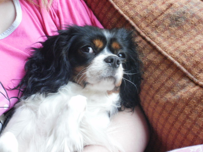 Ook honden kunnen rondhangen :)