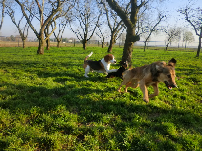 Bruno, Storm en Kiwi