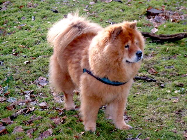 Schat van een Chow die een absolute voorkeur voor mannen had m.a.w. ik heb nooit een hele hechte band met haar kunnen krijgen maar hield zielsveel van haar.