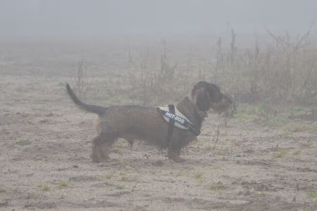 Foto van Pepijn & Otis