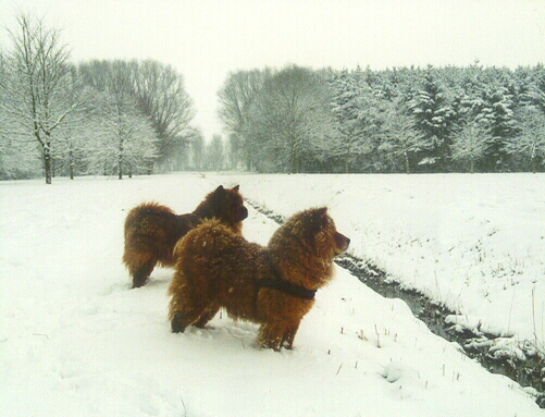 Met Biebe in de sneeuw (lelystad anno 2001)