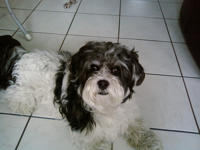 Hai,
Dit is mijn hond Sparky.
Hij is een kruising van een Maltezer en een Lasa Apso.