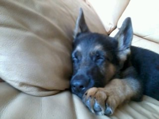 Hond van me ouders <3