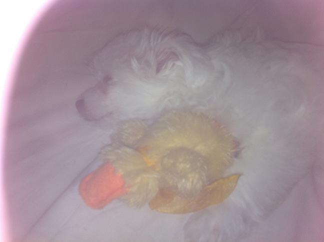 Macchi slapen met zijn eendje