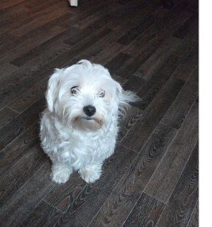 Lady <3 de mamma van Macchiato <3