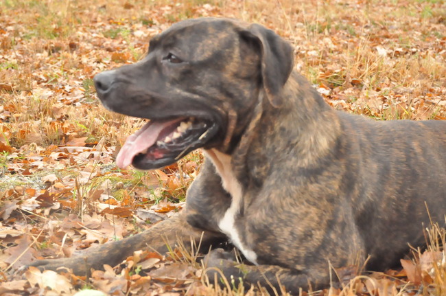 Guapa el mundo del caballo