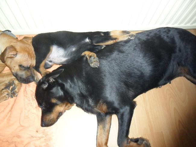 Lekker warm tussen Mama en de verwarming in liggen!